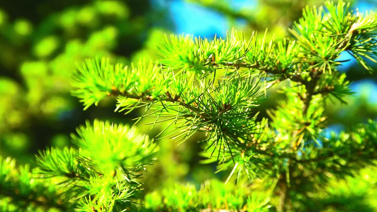 деревья, цветы, ветки, красивые зеленоватые растения в пильдамспаркене мальмё швеция