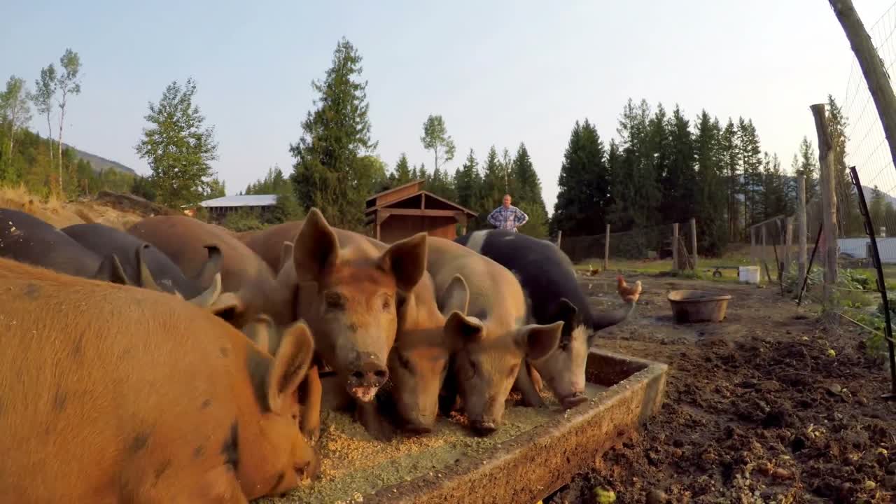 Pigs Having Food In The Farm 4k Free Stock Video Footage Download Clips