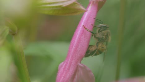 Primer-Plano-Temporada-Hermosa-Belleza-Abejorro-Polinización-Rosa-Planta