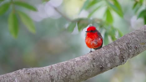 Rainy-day-at-pantanal-natural-region,-wild-male-scarlet-flycatcher,-pyrocephalus-rubinus-with-vivid-red-plumage-perching-on-tree-branch-under-canopy-with-leaves-swaying-in-the-background