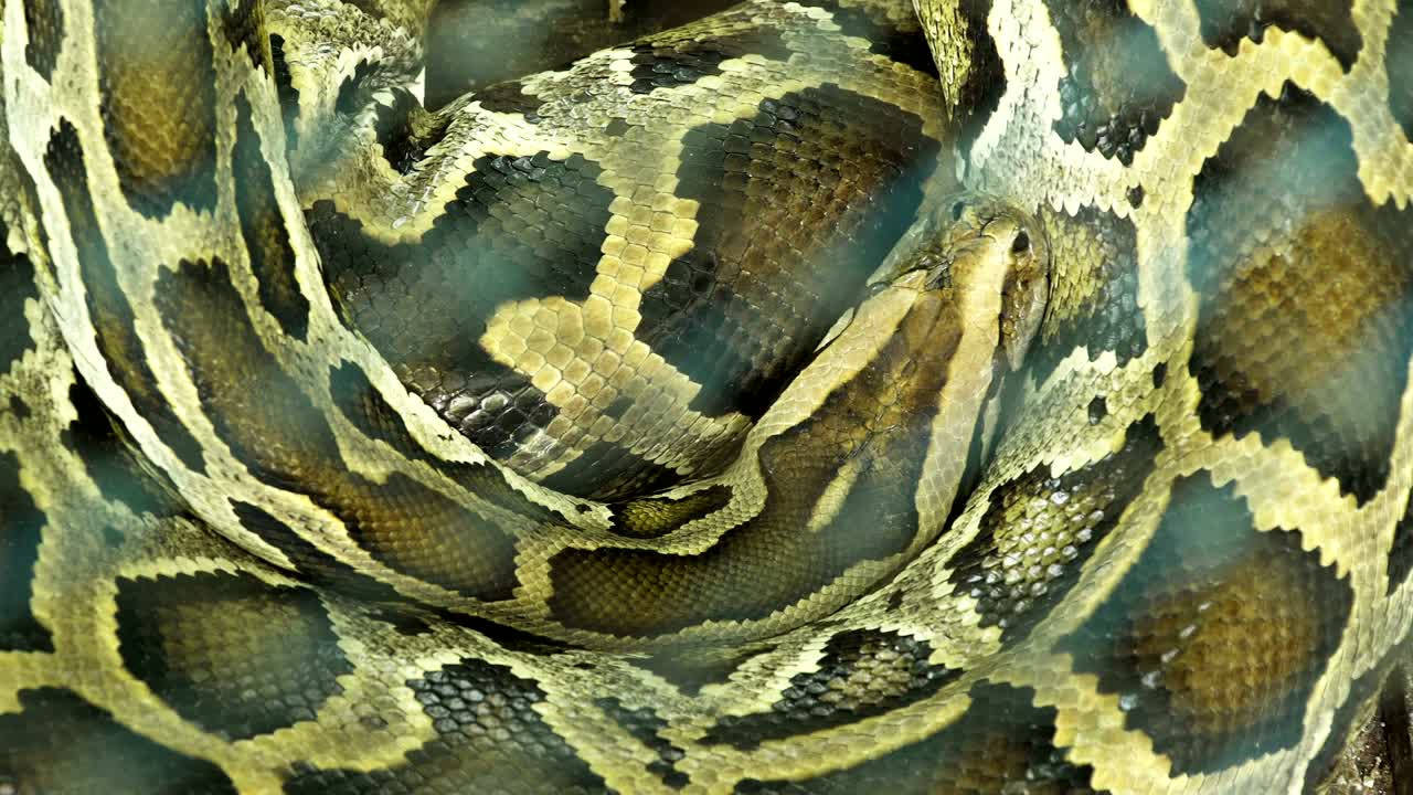 Burmese python sleeping