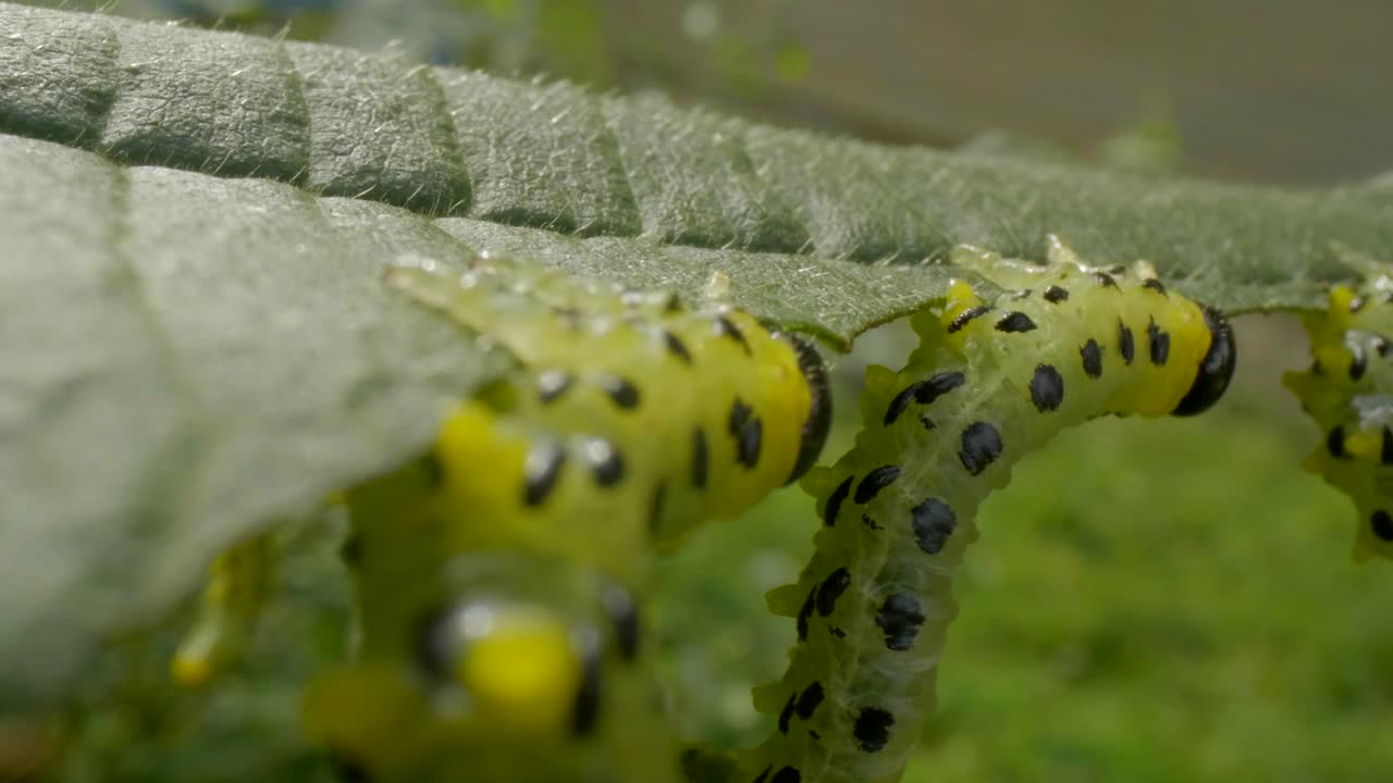 la familia de larvas de oruga comiendo las hojas de una avellana, primer plano macro