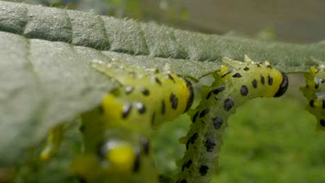 the caterpillar larvae family eating the leaves of a hazel, close up macro shot