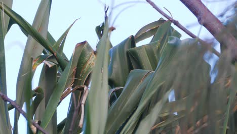 Abejas-Volando-En-El-árbol-Pandanus-Con-Follaje-Verde---Screwpine-In-Point-Lookout,-Qld,-Australia