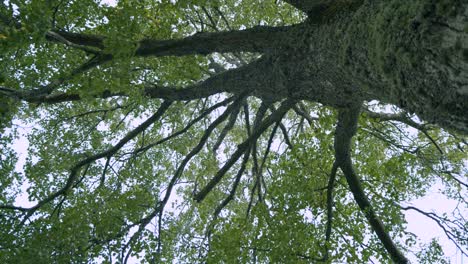 tilo de hoja pequeña tilia cordata vista desde abajo hacia arriba