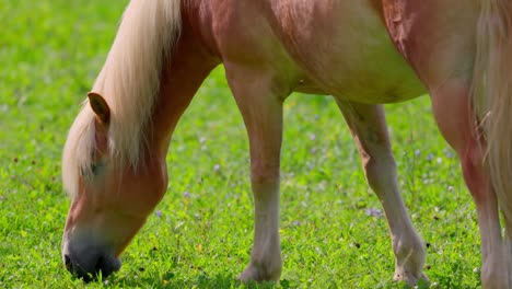 haflinger horse eating grass in the pasture on a sunny day