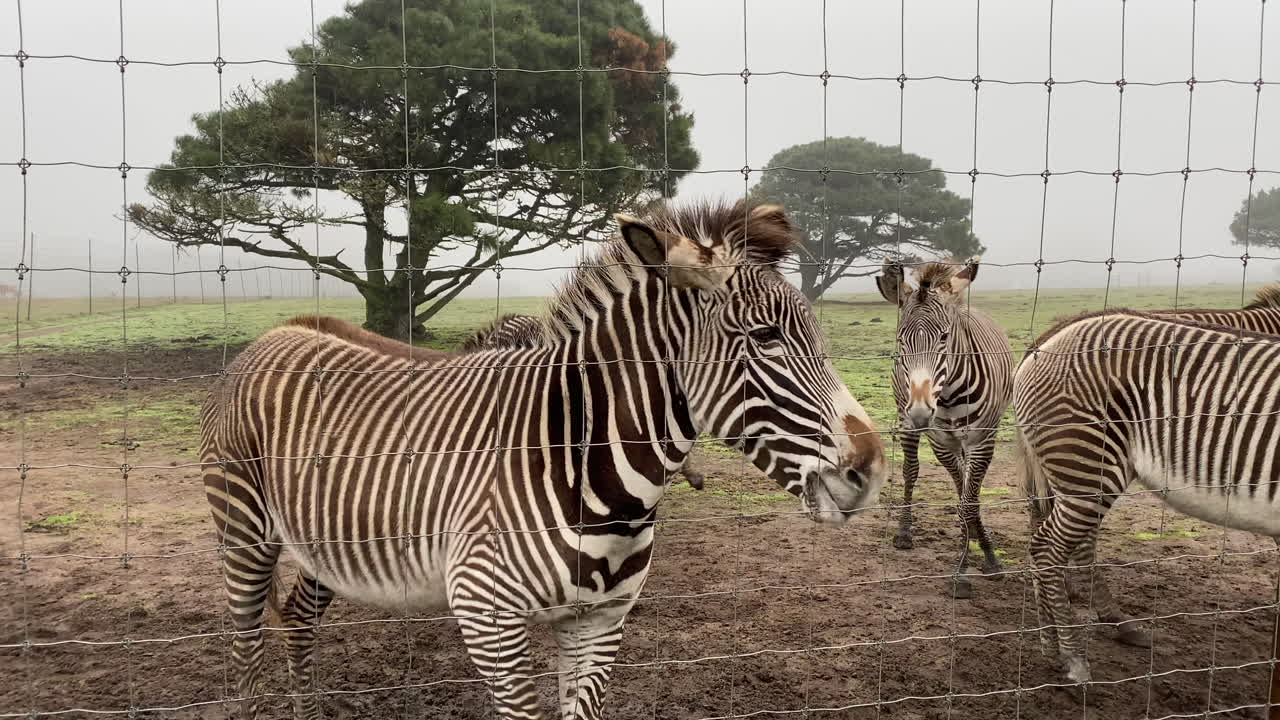 Grevy's zebras on conservation game reserve in fog and rain
