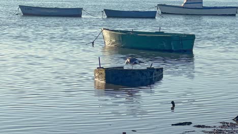 Idyllische-Küstenszene-Mit-Einer-Einsamen-Möwe,-Die-Auf-Einem-Alten-Fischerboot-Thront