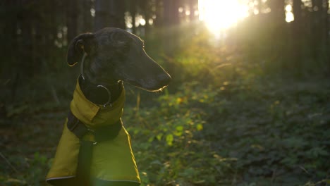 Close-up-slow-mo-shot-of-Spanish-Greyhound-Galgo-sitting-in-forest