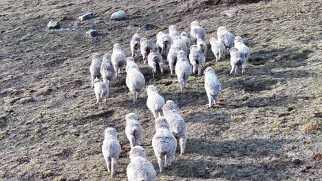 ovejas salvajes en el calafate en santa cruz argentina