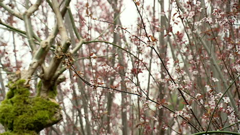 springtime blossoms