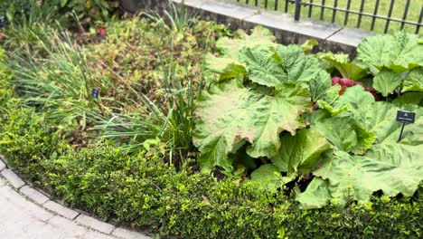 rhubarb leaves alnwick poison garden