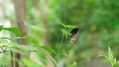 Schwarzer-Schmetterling-Auf-Grünen-Blättern-In-Der-Gartennatur