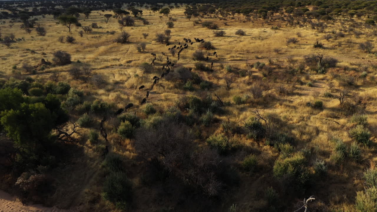 Drone shot following a pack of Gnu running across prairie in Namibia