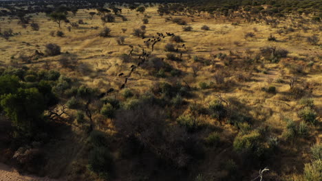 Disparo-De-Un-Dron-Después-De-Un-Paquete-De-Gnu-Corriendo-Por-La-Pradera-En-Namibia