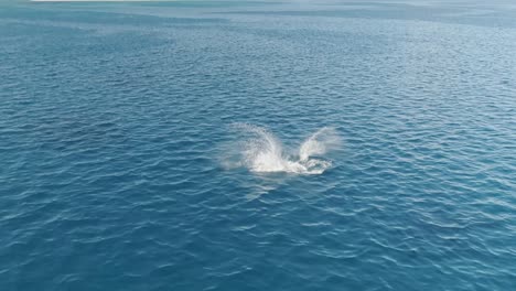 humpback whales in tonga