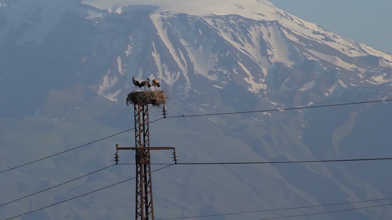 familia de cigüeñas en el nido en un poste eléctrico en el fondo nevado del monte ararat