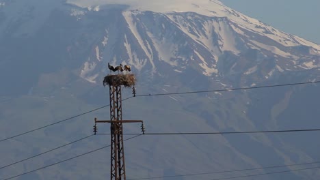 Familia-De-Cigüeñas-En-El-Nido-En-Un-Poste-Eléctrico-En-El-Fondo-Nevado-Del-Monte-Ararat