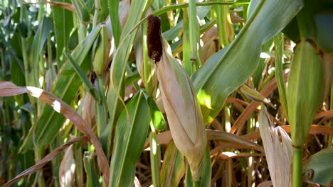 Ear-of-Corn-on-Corn-Stalk-in-Cornfield,-Closeup