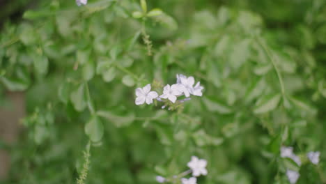 Plumbago-Auriculata-Flowering-Plant-During-Daytime-In-Tokyo,-Japan