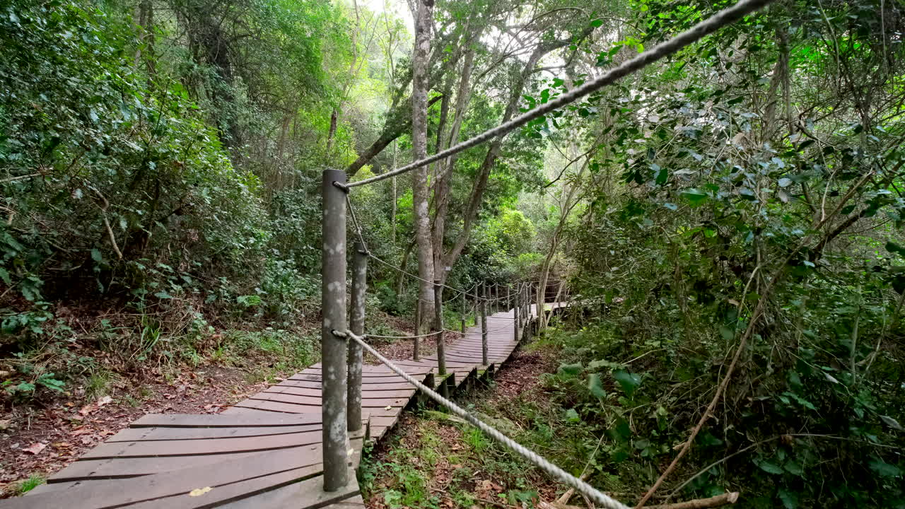 Wooden walkway path through lush forest to Storms River Mouth, Tsitsikamma