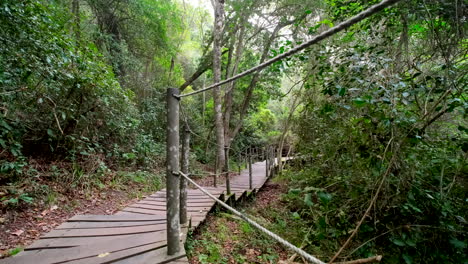 wooden walkway path through lush forest to storms river mouth, tsitsikamma
