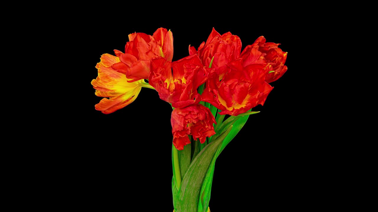 Beautiful red tulip flowers background. Beautiful bouquet of Beautiful red tulip flowers background. Beautiful bouquet of Red tulips on a black background. Timelapse of red tulip flowers opening. Spring, Mother's day, Valentine's Day, Holiday, Love