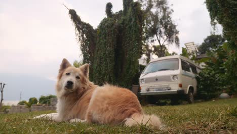 dog sitting in hippy backyard with camper van