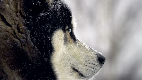 husky playing in the snow