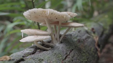 Collection-of-white-mushrooms-growing-on-aide-fallen-tree-trunk,-surrounded-by-dense-woodland