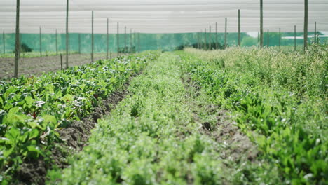 organic vegetable farm