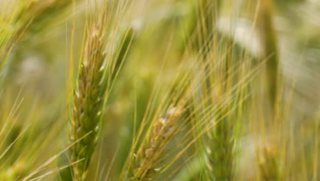 Primer-Plano-De-Espigas-De-Cebada-Maduras-Con-Sus-Distintivas-Aristas-Largas,-Capturando-El-Detalle-Y-La-Textura-Del-Grano.