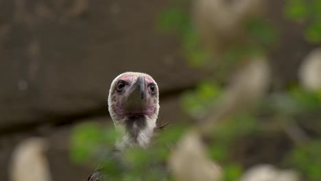 side view wide shot of a beautiful hooded vulture behind green foliage