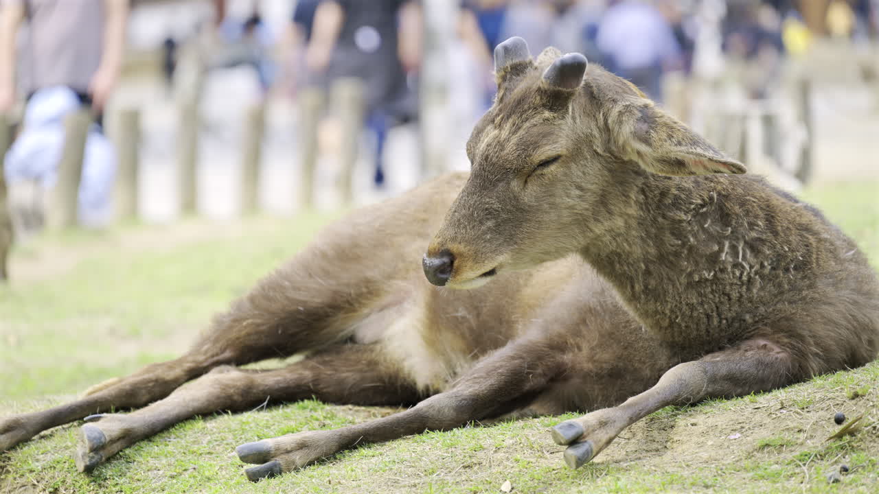 A deer lies peacefully on the grass in Nara Park filled with people. Japan