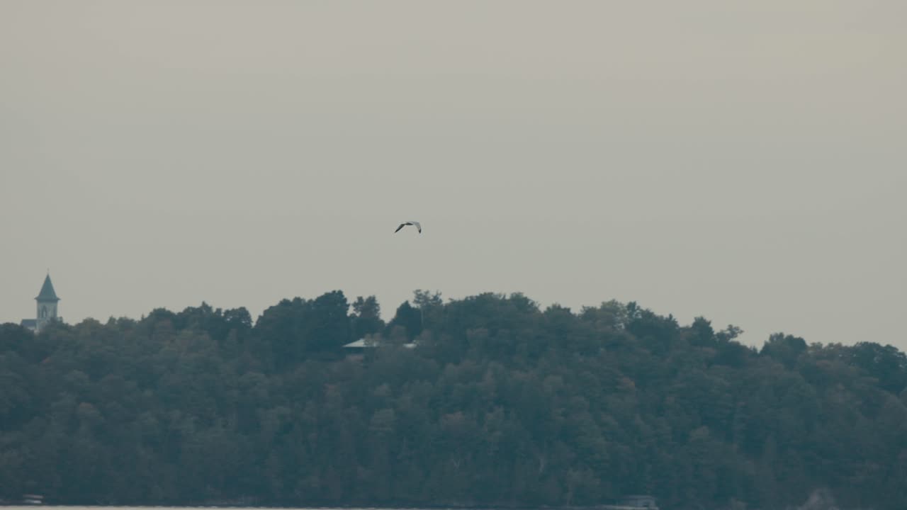 뒷면 에 울창 한 숲 이 있는 하늘 에 높이 날아다니는 새