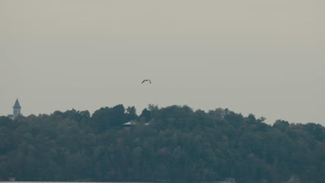 Pájaro-Volando-Alto-Hacia-El-Cielo-Con-Un-Denso-Bosque-En-El-Fondo