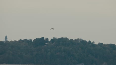 pájaro volando alto hacia el cielo con denso bosque en el fondo