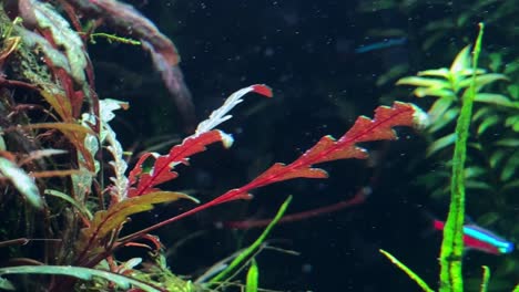 Lebendige-Aquarienpflanzen-Und-Bunte-Fische,-Die-In-Einer-üppigen-Unterwasserumgebung-Schwimmen