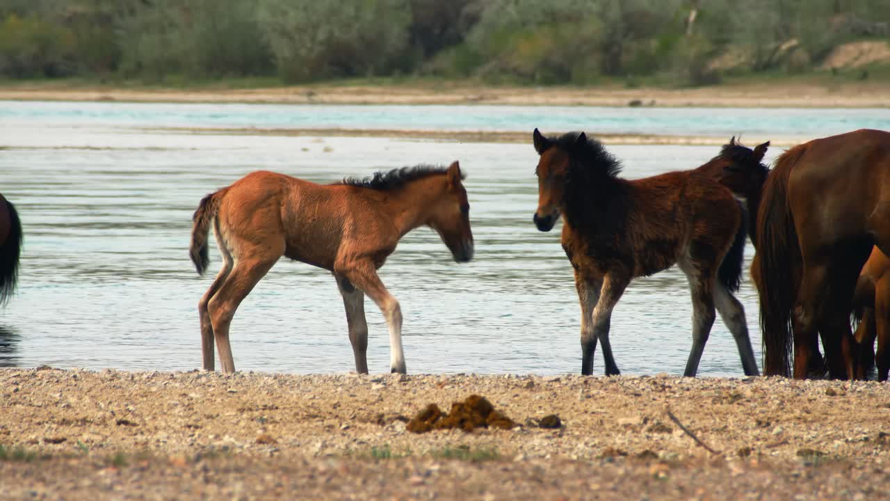 The enchanting world of free-range horses and playful baby foals as they converge by the fast-flowing river, having a refreshing drink in summer overcast weather. Majestic mountains as backdrop