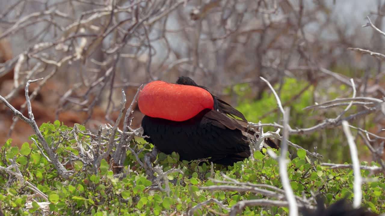 A male great frigatebird preens itself whilst displaying its inflated red throat sack whilst sitting in a tree on North Seymour Island near Santa Cruz in the Gal&aacute;pagos Islands