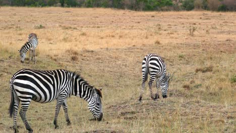 wild zebras eating grass in the savanna of masai mara, kenya - wide shot