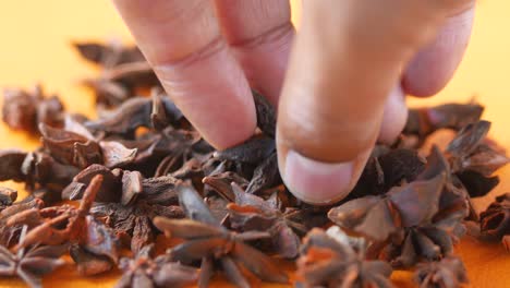 hand picking star anise