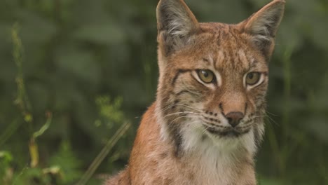 El-Lince-Euroasiático-(lynx-Lynx)-En-El-Bosque.