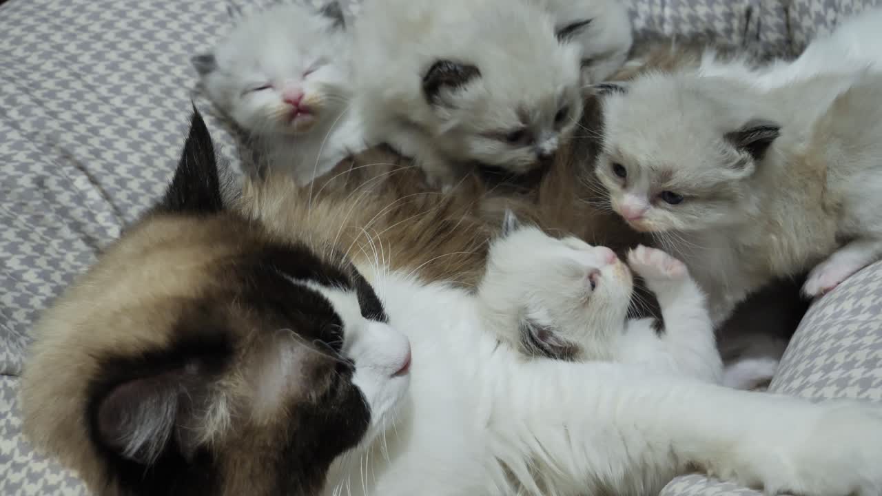 family- ragdoll cat mom and four kittens