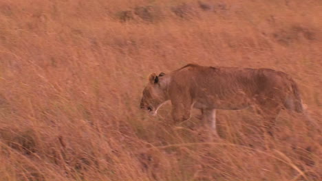 Lioness-walks-through-tall-grass