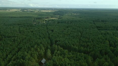 Coniferous-Trees-At-Dense-Green-Forest-In-Kowalskie-Blota,-Poland