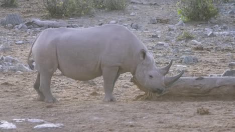 black rhino in etosha national park close up