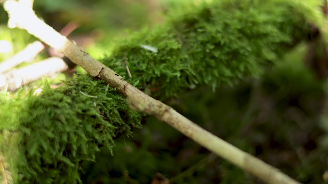 Primo piano di muschio e rami nella natura