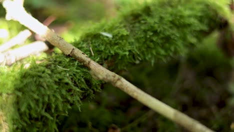 close-up of moss and branches in nature