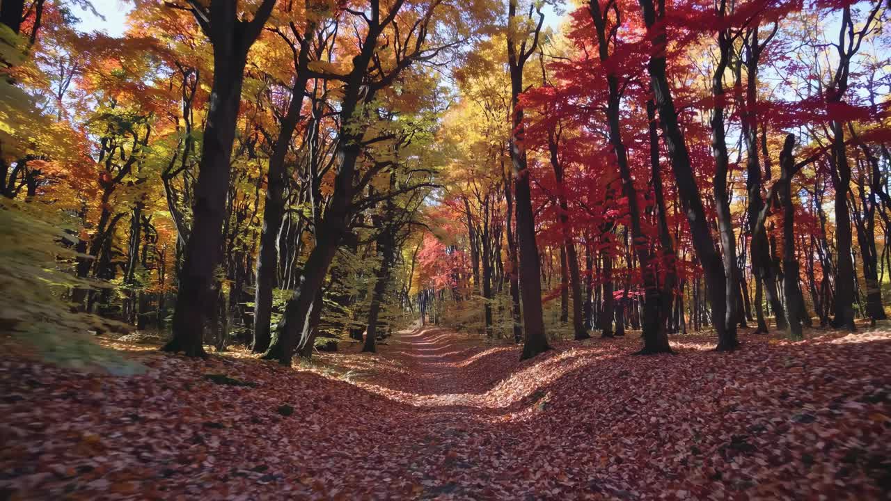 A serene forest path with vibrant autumn leaves, captured in a wide-angle video shot